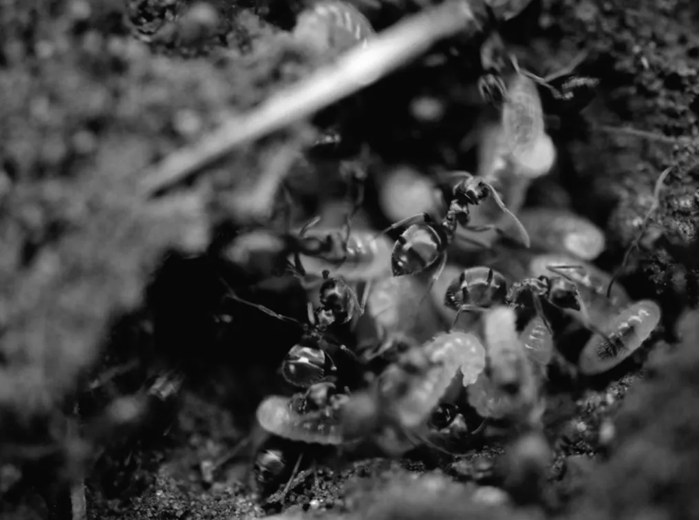 Загадкова істота: вчені натрапили на комаху з головою, як у кита