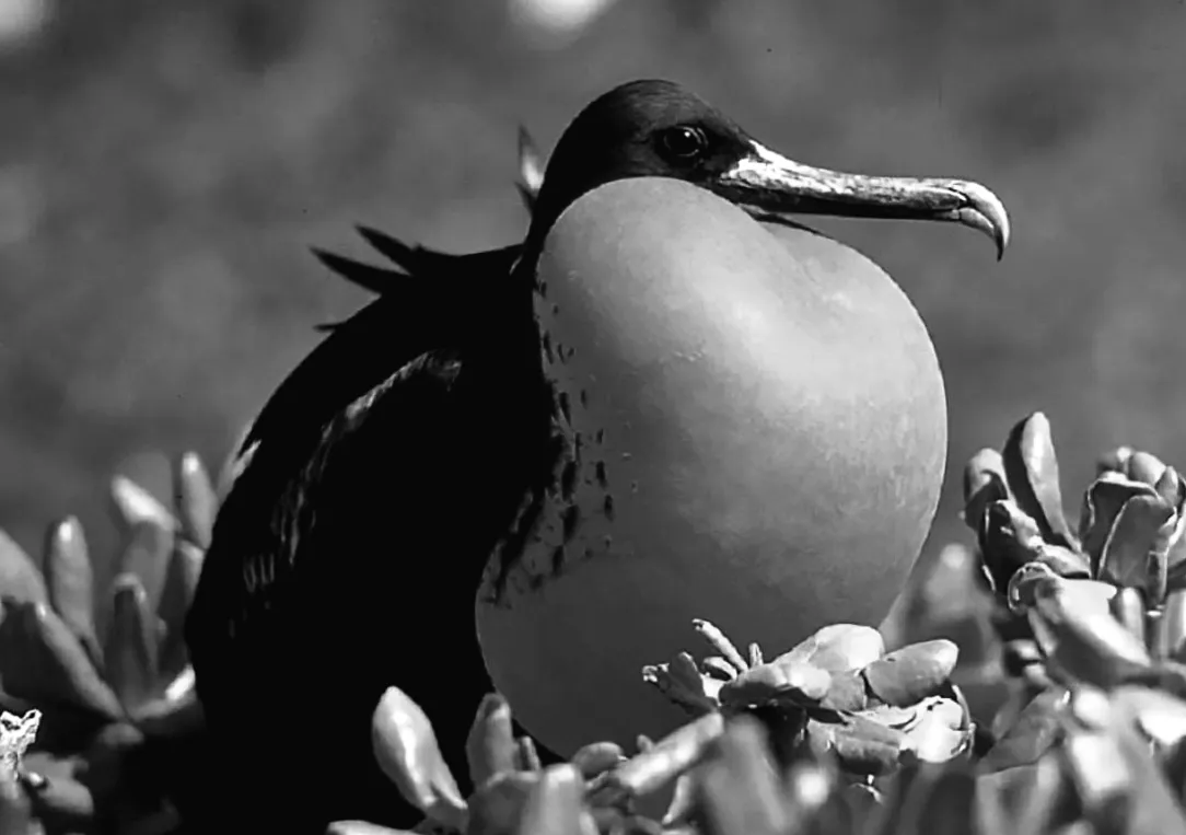 Птах, який засинає в повітрі: біолог розкрив таємницю його польоту