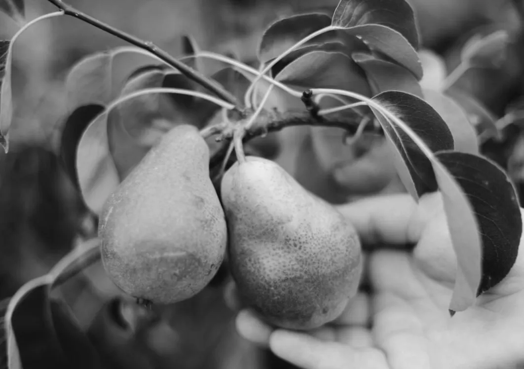Фруктові сади України під крижаною загрозою: що втратять цього року фермери?