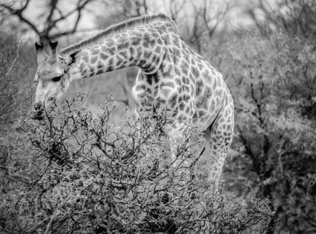 Дерева таємно спілкуються: розкрито їхню «хімічну мову»