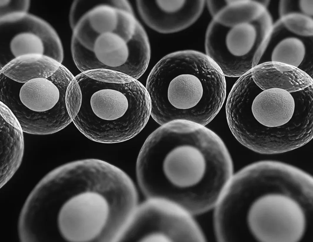 Світовий прецедент: перша країна відкрила терапію стовбуровими клітинами — кого це врятує?