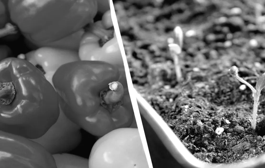 Коли і як садити перець на розсаду: поради для найкращого результату