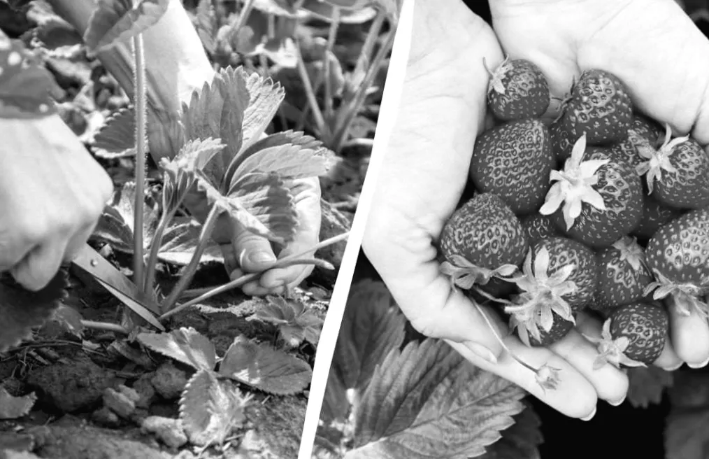 Навесні на полях лишилися кущі полуниці: що приховує їх обрізка після зими?