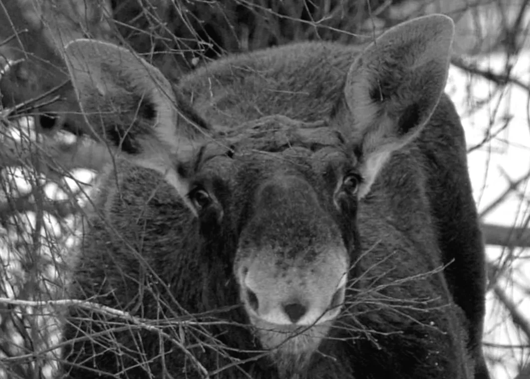 Лось біля Чорнобиля: загадкова усмішка на камері