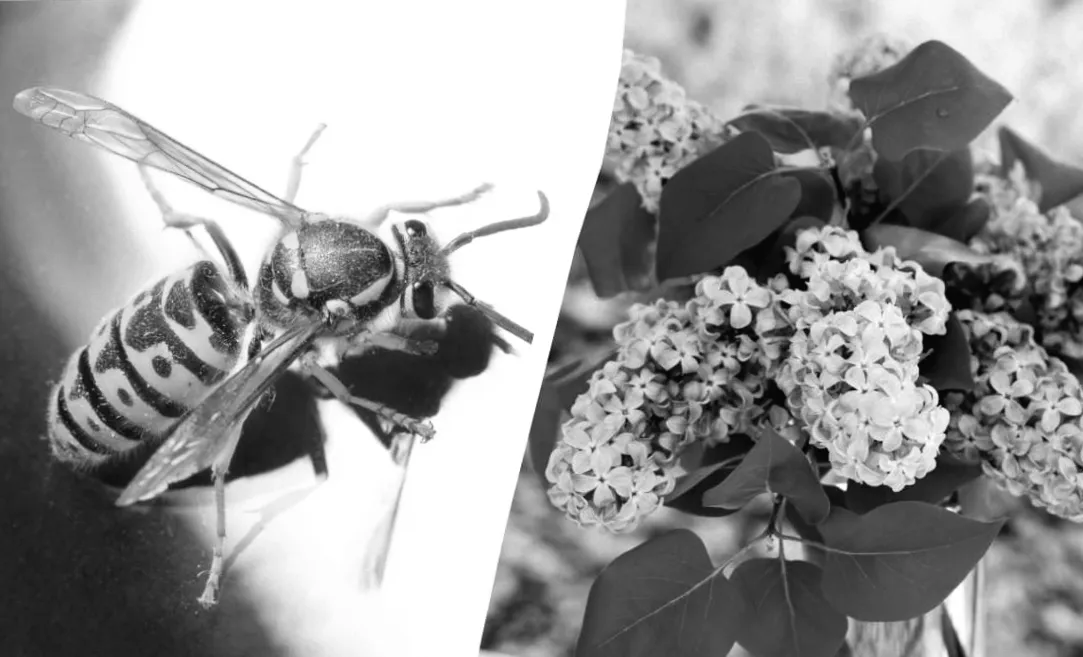 7 рослин, що притягують смертельно небезпечних шершнів: що не варто висаджувати поруч із домом