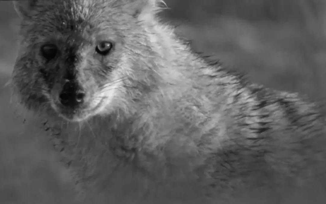 Шакали на українських теренах: хто стане їхньою справжньою жертвою?