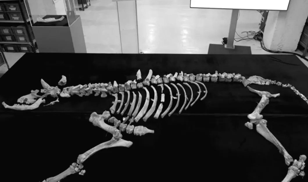 Археологи знайшли останки бізона віком 4000 років: що приховує ця незвичайна знахідка?