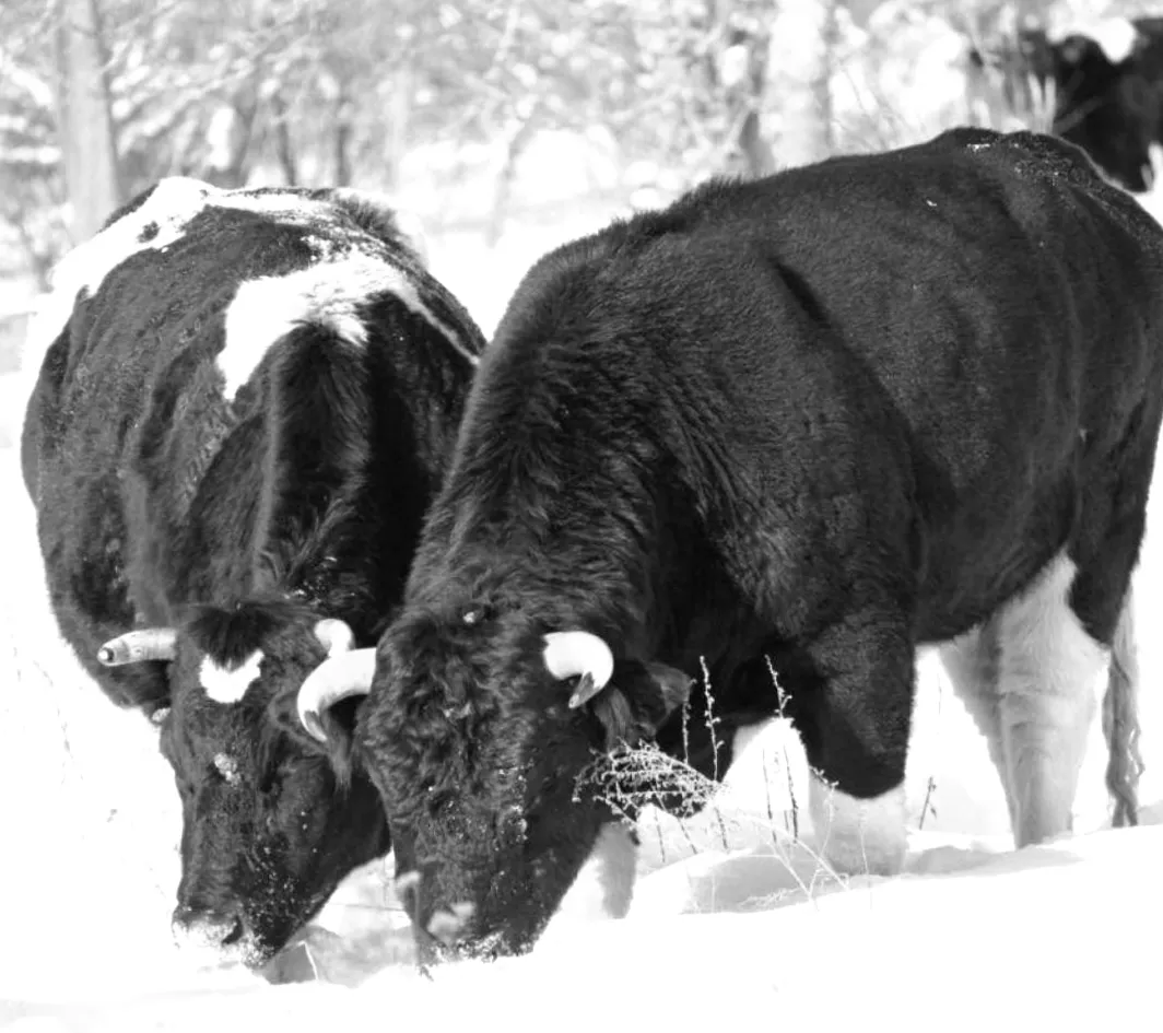 Стадо здичавілих корів помічене на околицях Чорнобиля — що приховує зона відчуження?