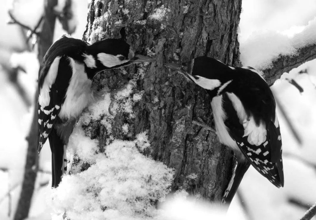 Спостереження за птахами: як це допомагає уповільнити старіння мозку, – дослідження вчених