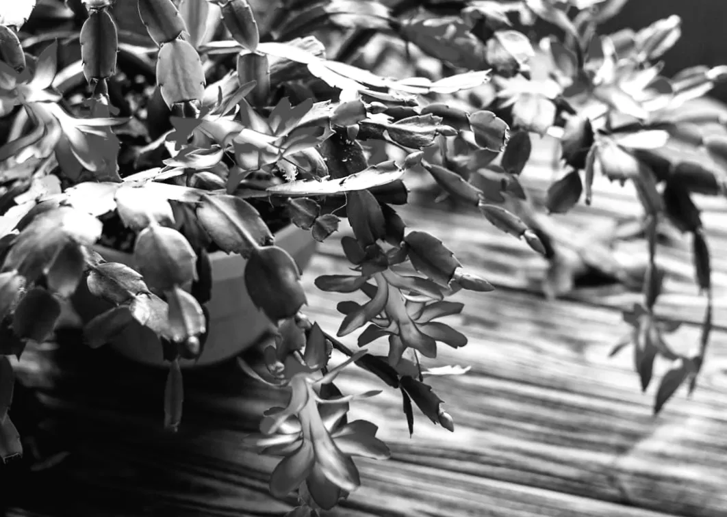 Як розбудити різдвяний кактус після зимових свят, щоб він зацвів?