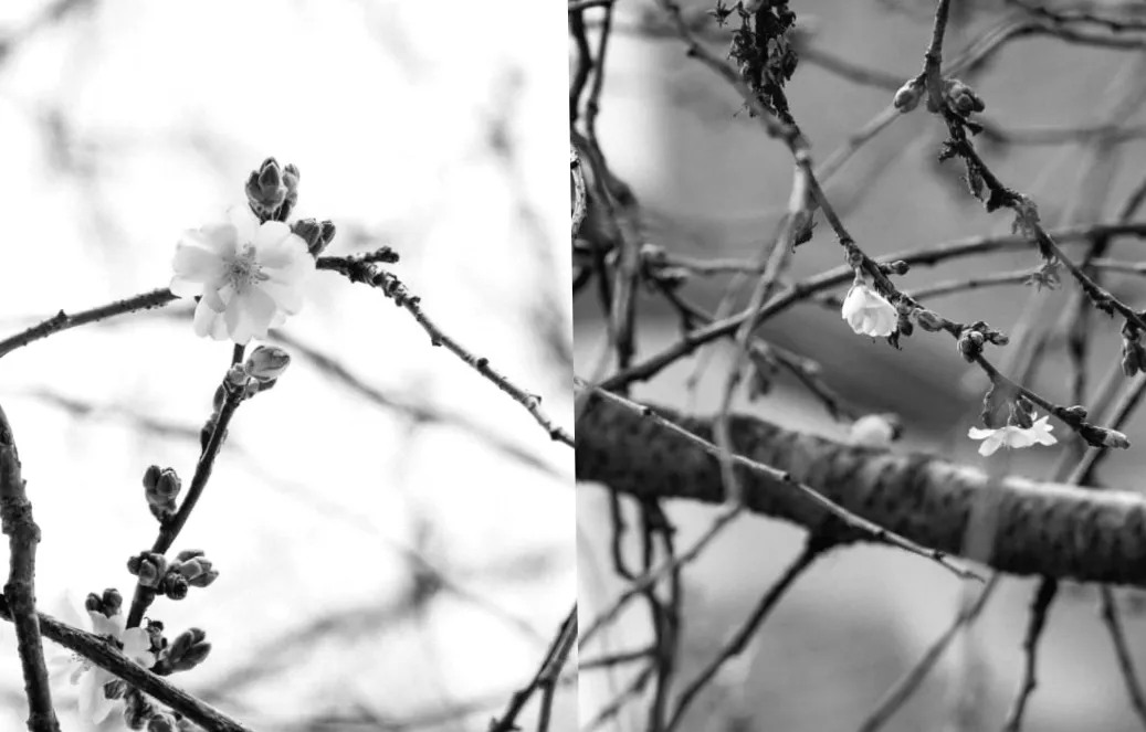 У Мукачеві розкриває таємниці шалена сакура: що приховує її неймовірний цвіт