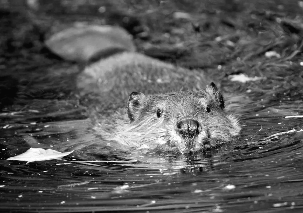 Боброва в пустелі: шість років боротьби за життя річки – несподіваний результат