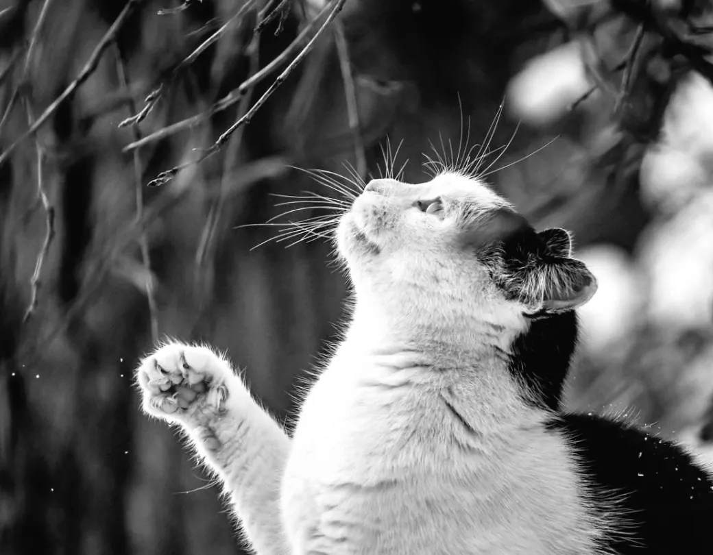 Весняні зміни на порозі: синоптик розкрив деталі майбутніх погодних коливань в Україні