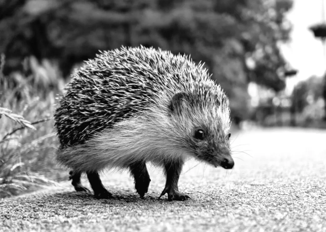 Нова технологія, яка може врятувати їжаків від автівок