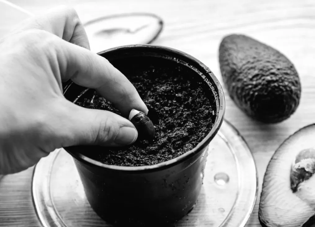 Секрети вирощування авокадо на підвіконні: покроковий посібник для початківців