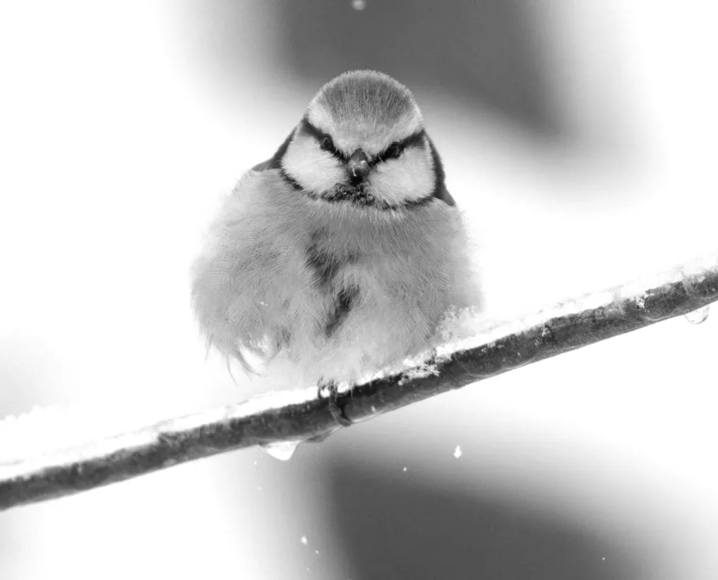 Метеорологиня розкрила, чи варто очікувати на різке потепління в Україні.