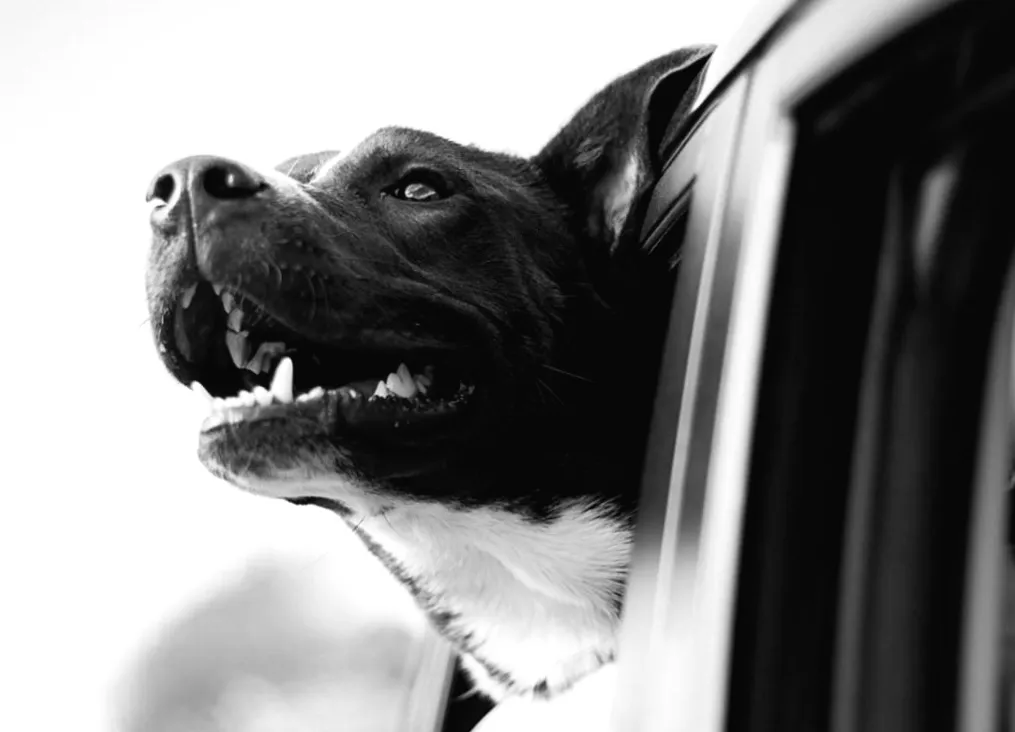 Таємниці собачого носа: що приховує його волога або сухість