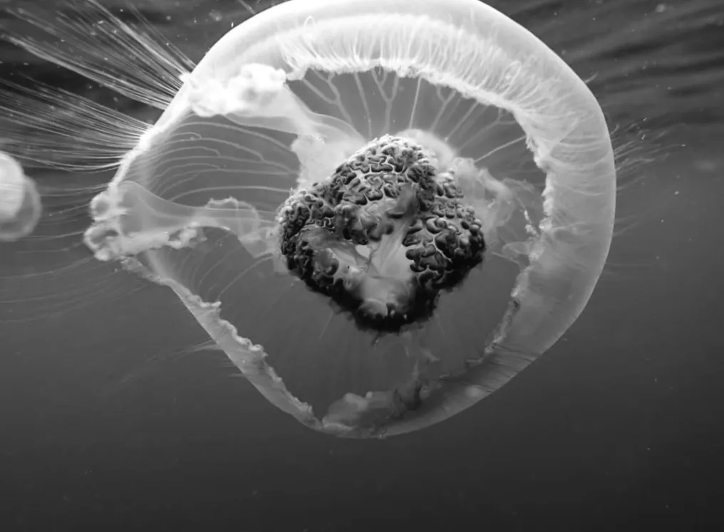 NASA відправило 2,5 тисячі медуз у космос: повернення з таємничими наслідками