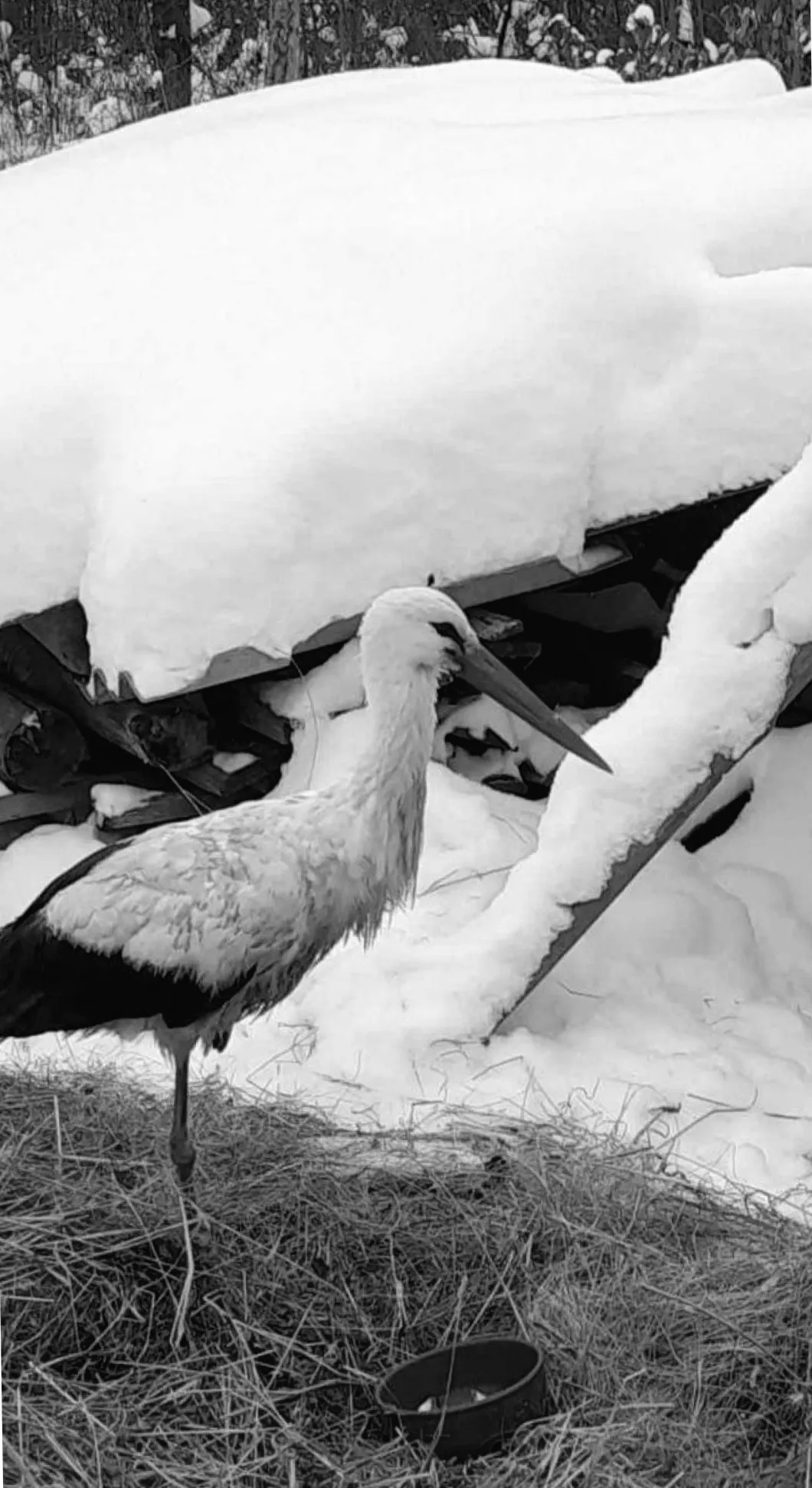 Зимовий повернення лелеки: таємниці подорожі Бусі з Рівненщини