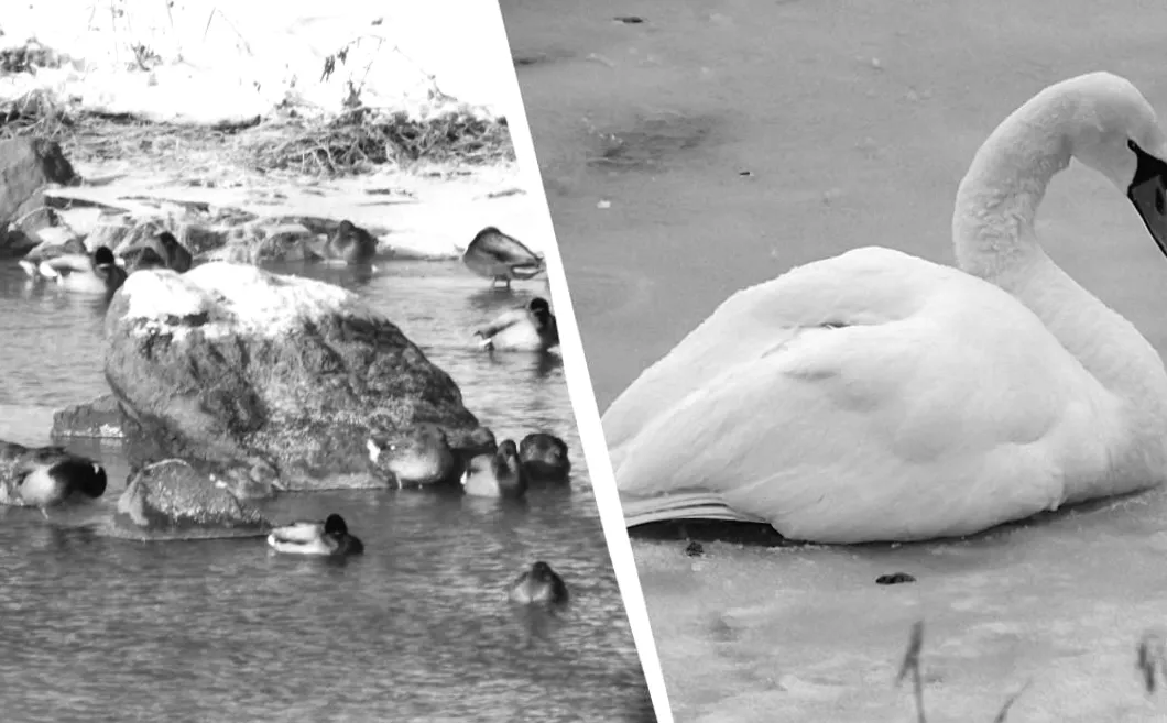 Зимова загроза для диких качок та лебедів: чим їх правильно підгодовувати, щоб не зашкодити?