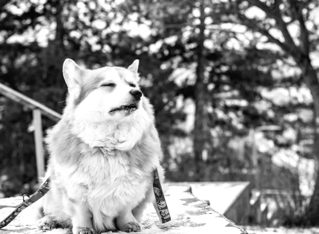 Потепління в Україні почнеться 4 лютого, але є один важливий момент