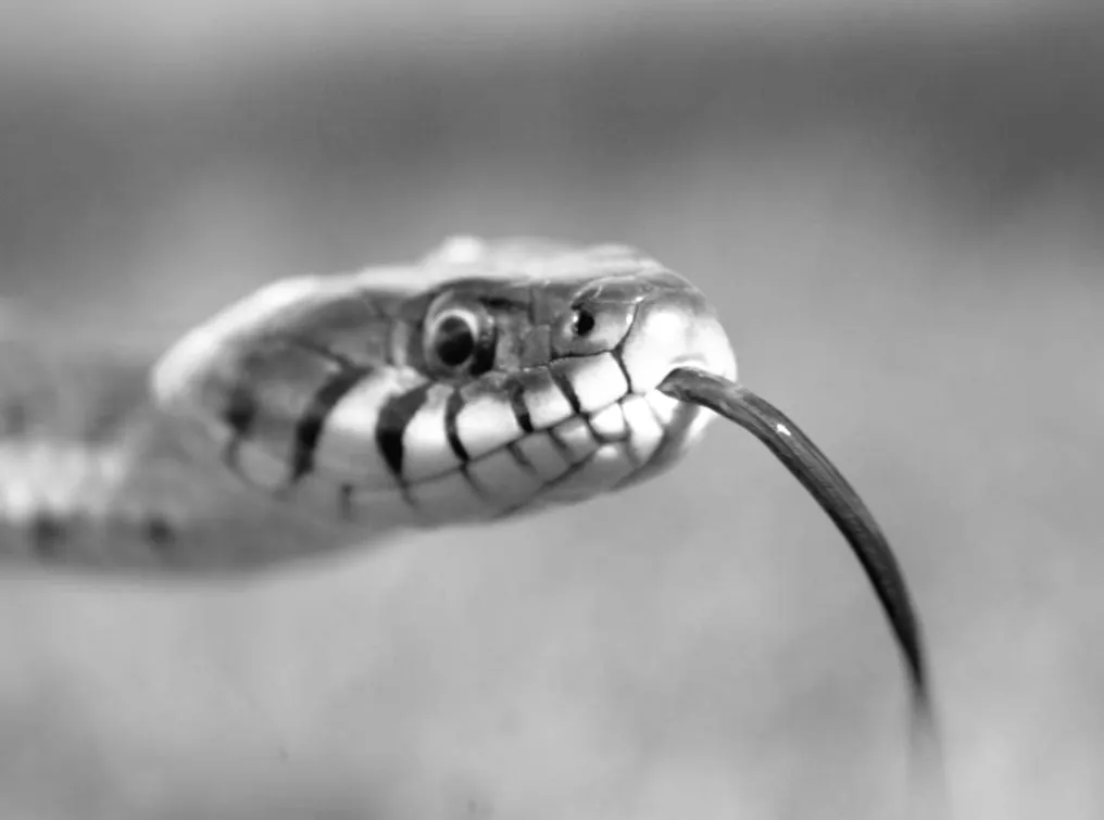 Знахідка, що вражає: у шухляді виявили незвичну перадоксальну змію