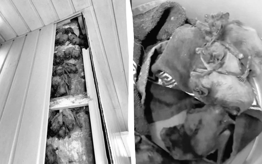 У Харкові на звичайному балконі розкрили таємницю 900 кажанів