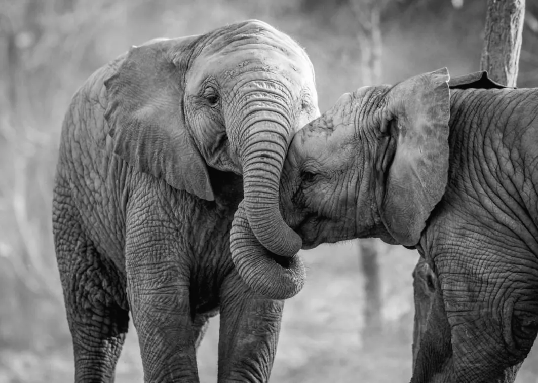 7 тварин, які здатні на справжнє горе: більше ніж просто інстинкти