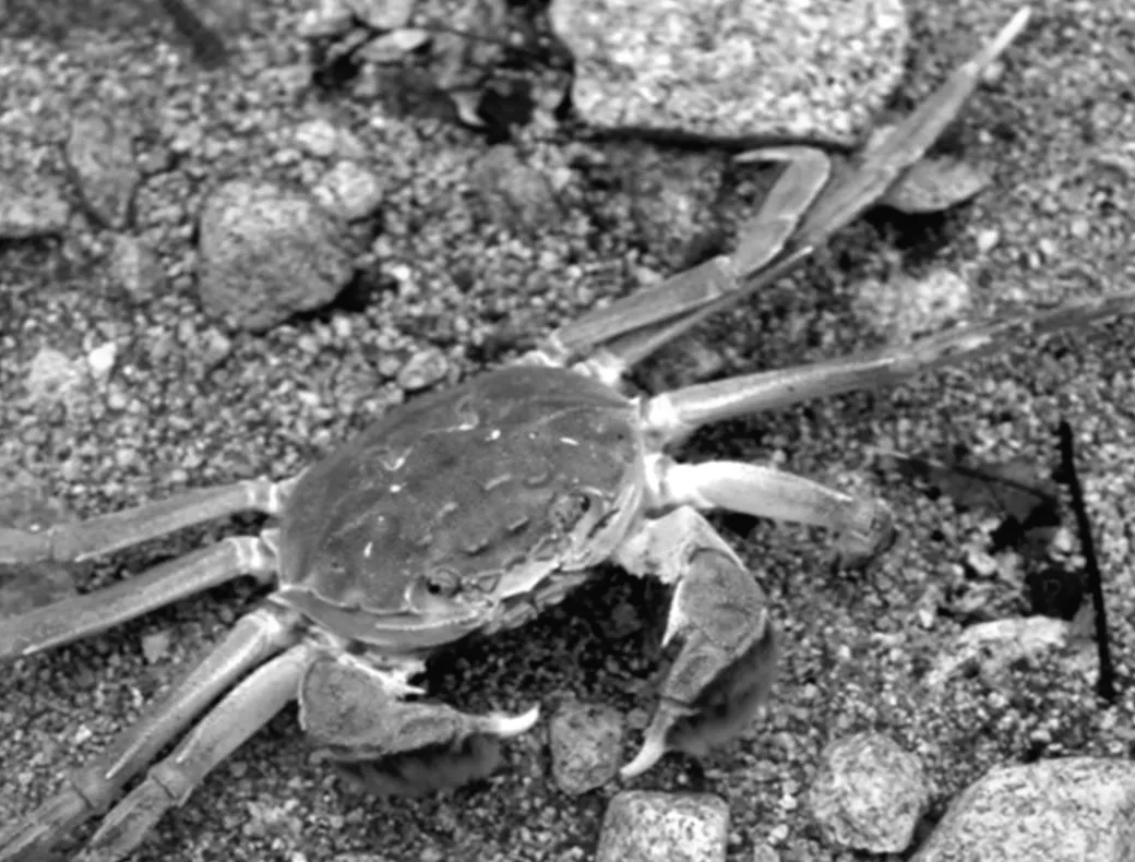 Китайський краб, який підкорює всі річки та змінює екосистему навколо себе