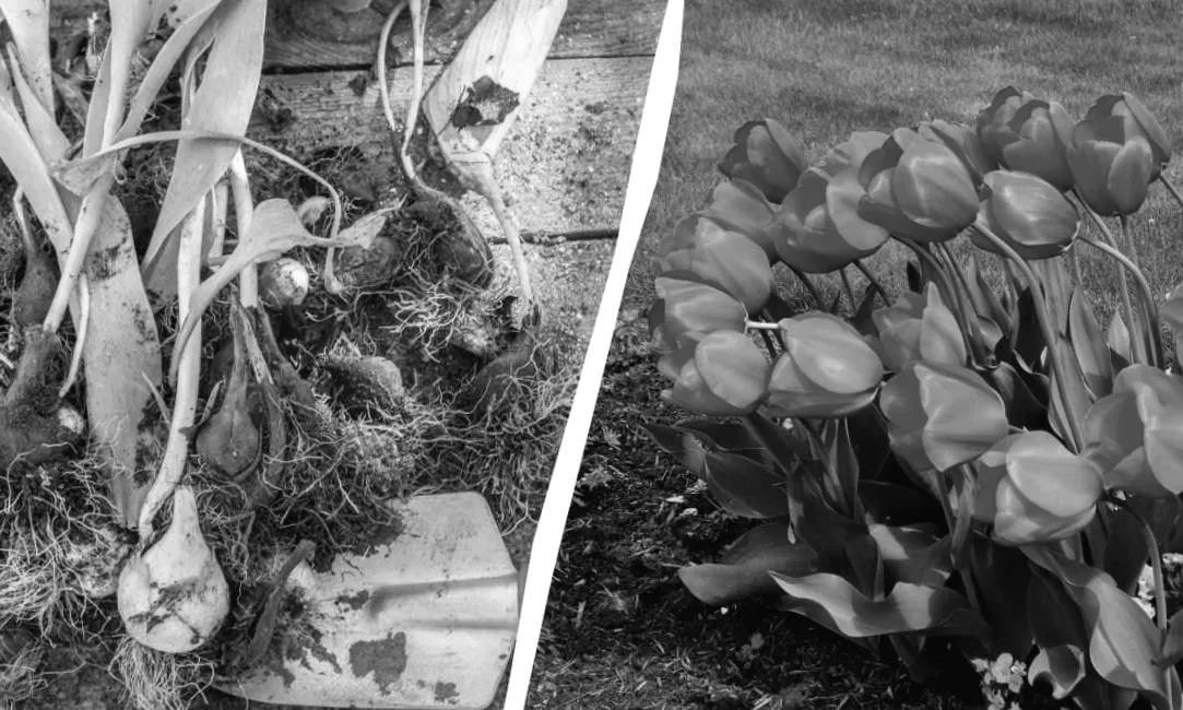 Час тюльпанів настав: чому весняна посадка дає несподівану перевагу