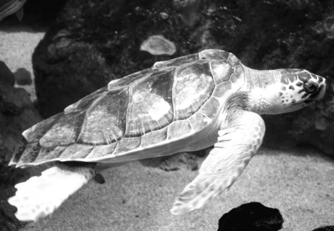 Морська черепаха дивує вчених маршрутом: 24 тисячі км плавання