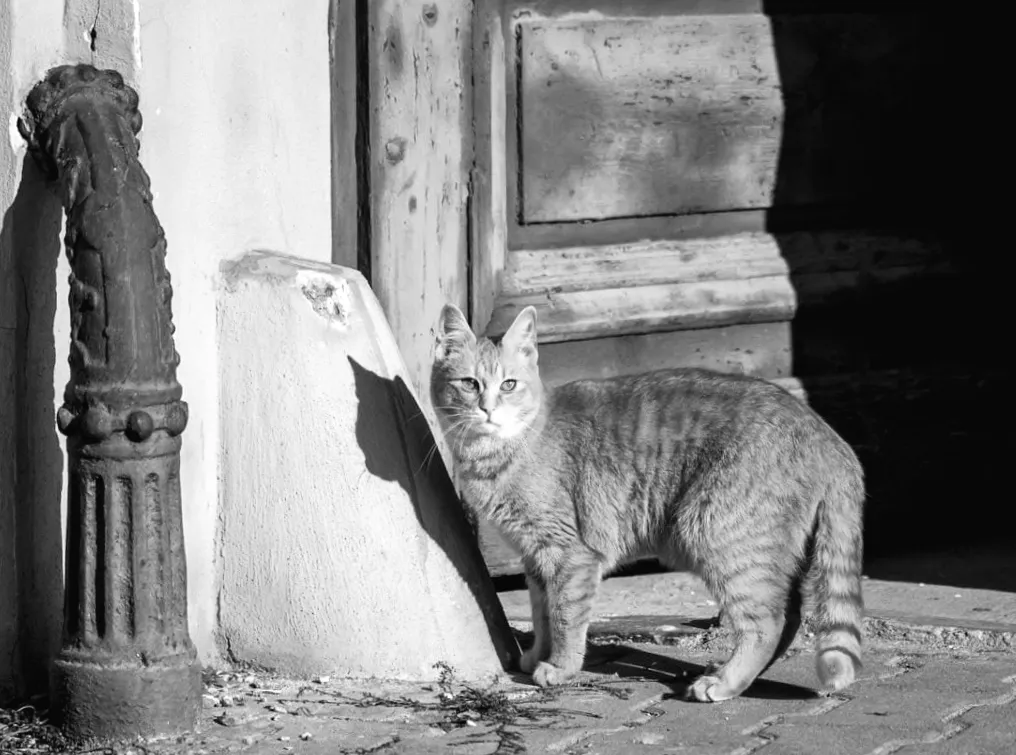 Завтра в Україні очікується несподіваний стрибок температури до +15° — прогноз синоптикині Діденко