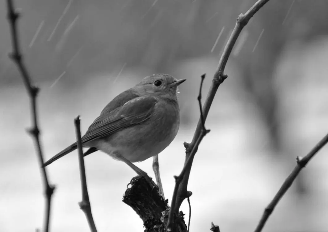 Вихідні принесуть несподівані погодні сюрпризи по всій Україні: сніг і дощі всюди
