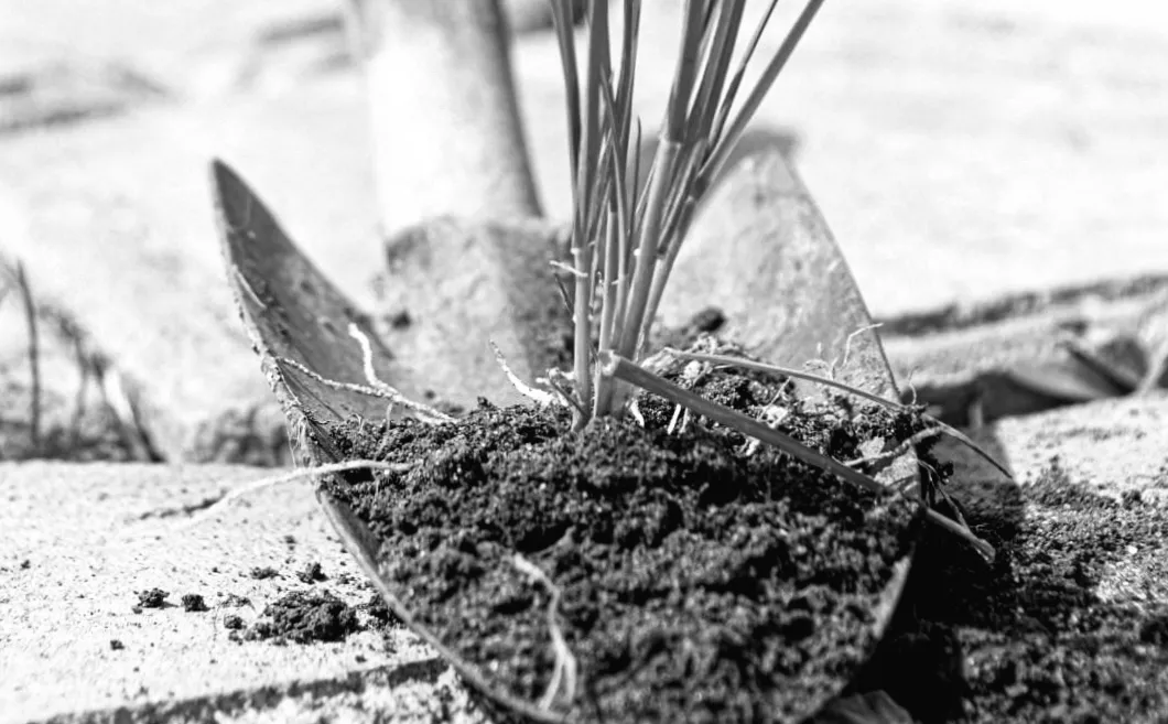 Бур'яни зникнуть за 24 години: секрет ефективного способу, який вражає