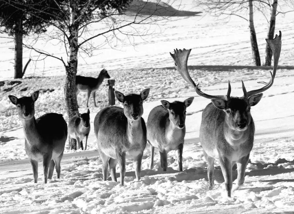 Фінські фермери б’ють на сполох: вовки з Росії ставлять під загрозу оленів у країні