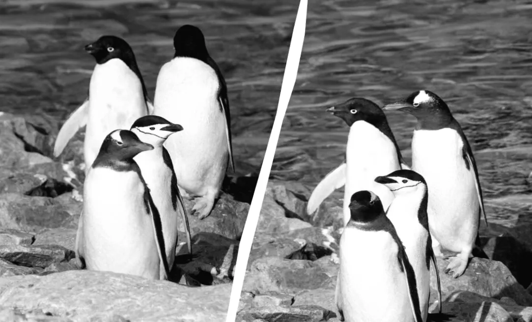 Полярники показали фото пінгвінів: особливості та суперечки