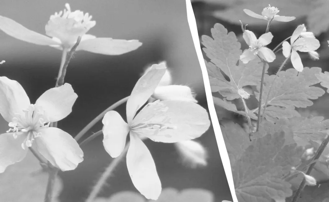 Багато чистотілу на ділянці: що насправді підказує цей бур'ян