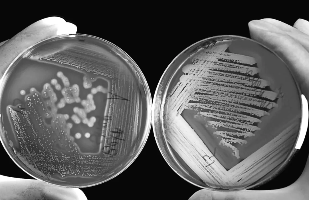 Стародавні бактерії з румунської крижаної печери показали несподівану стійкість до антибіотиків