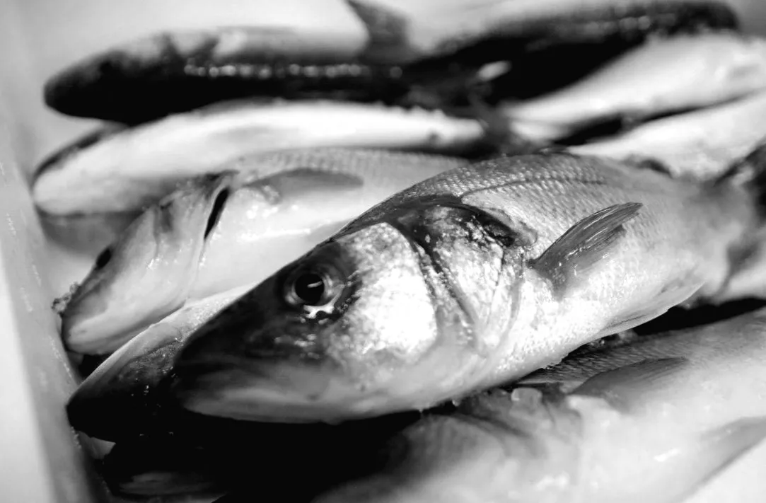 ЄС під загрозою: чому російська риба все ще на європейських прилавках — аналіз Euractiv