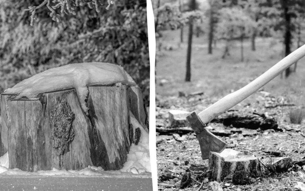 Чому варто позбутися пнів у землі: 4 ефективних способи