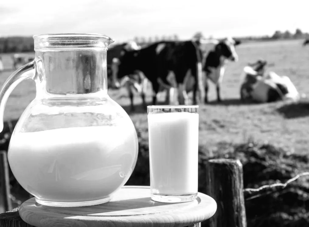 Молочні ферми в Україні на межі зупинки: що стоїть за кризою в галузі