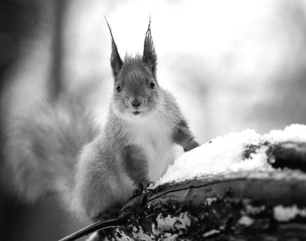19 лютого у Києві: сухо, але вітер змінить усе!