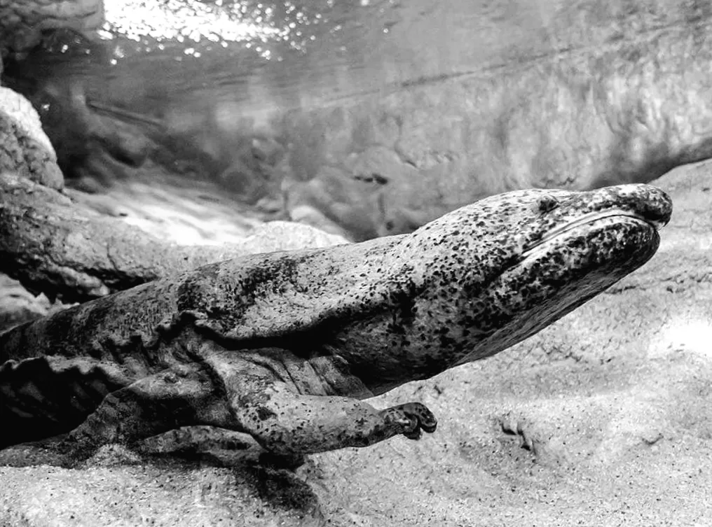 Неймовірні велетні природи: які земноводні можуть змагатися з німецькою вівчаркою