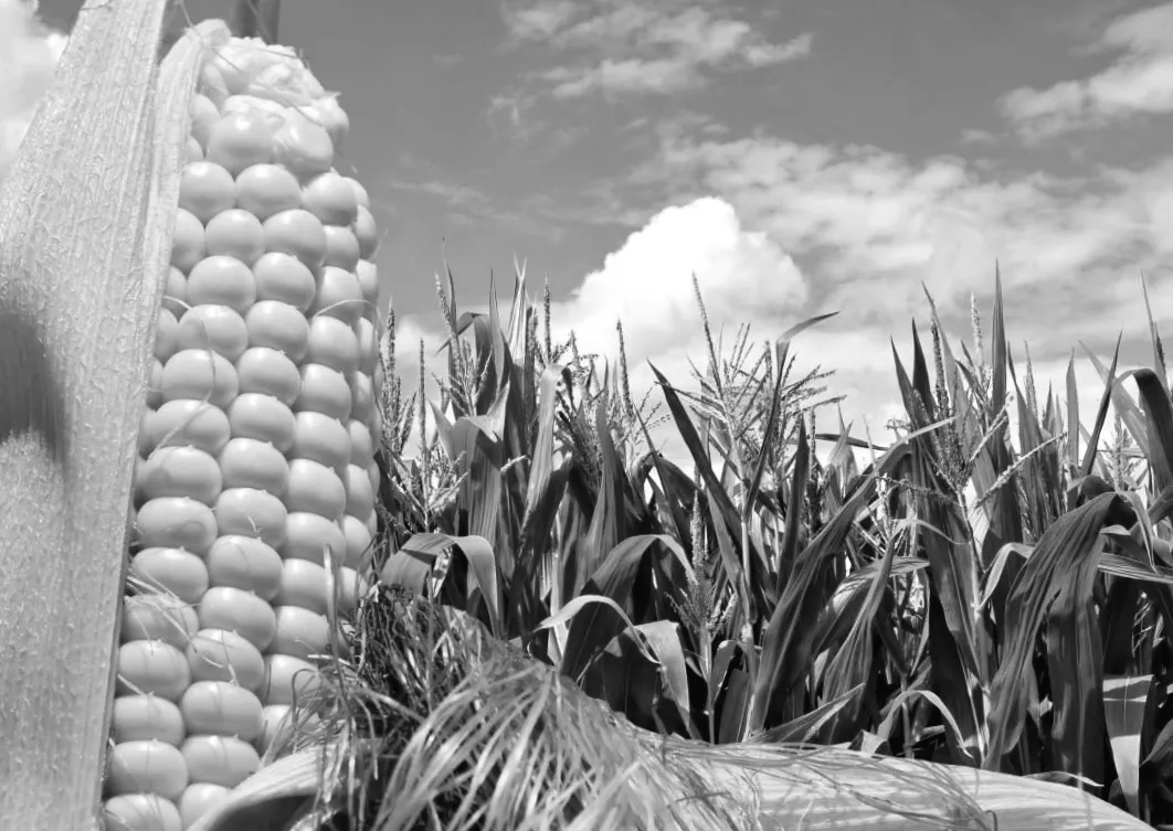 Війна на Близькому Сході: українські аграрії на межі масштабних втрат