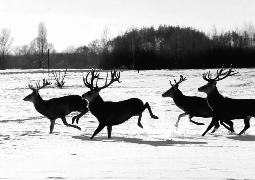 У екопарку під Києвом більше сотні оленів: як наблизитися до дикої природи (фоторепортаж)