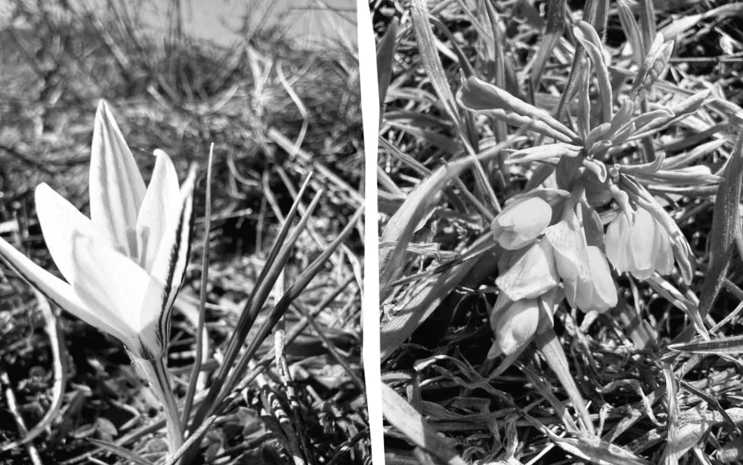 Унікальні первоцвіти на Одещині: чому не можна зривати ці квіти?