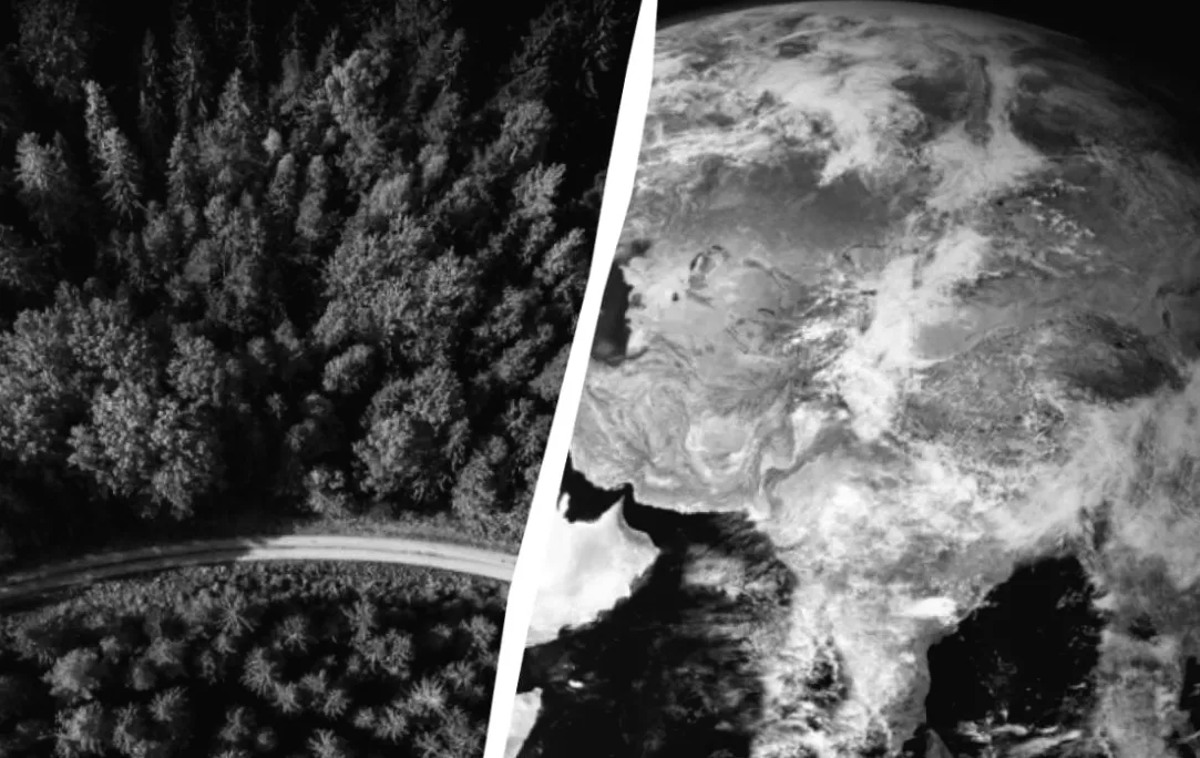 Рослинність змінює координати: що приховує північно-східна міграція флори для Землі