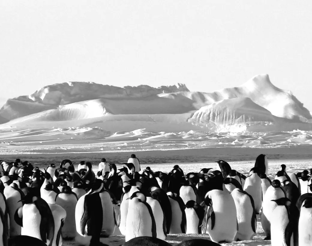 Антарктида відкриває вакансії на 2026 рік: зарплата понад $40 тисяч та жодних витрат!