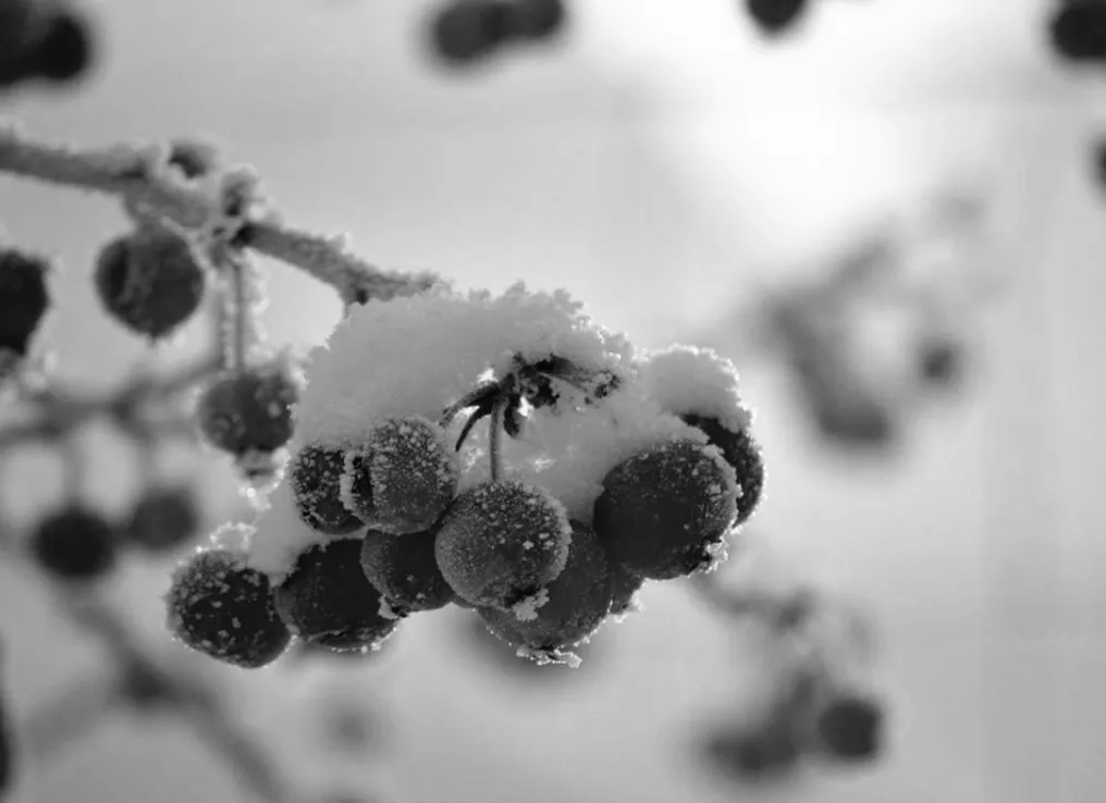 24 січня Україну накриє масштабний снігопад