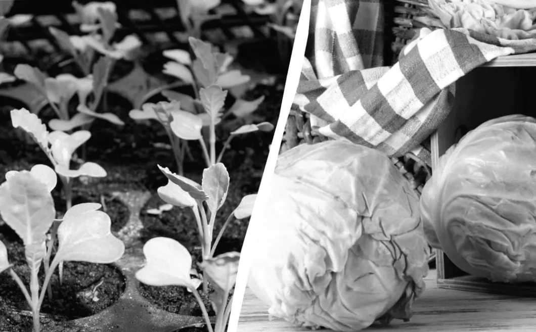 Секрет березневого врожаю: коли краще садити розсаду капусти для рекордного результату